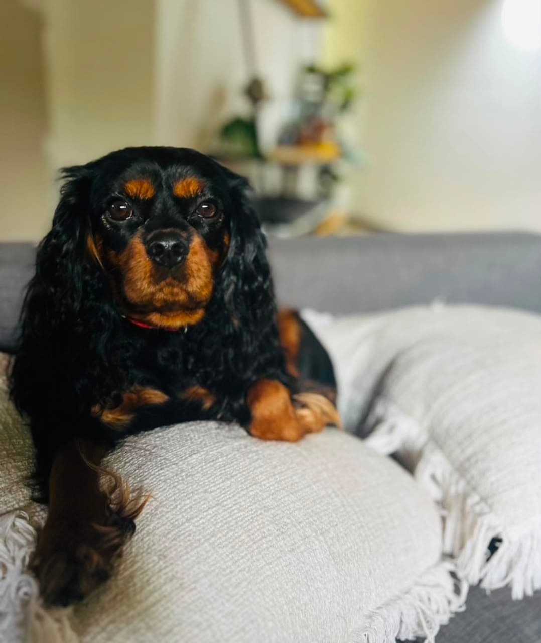 Black & Tan Cavalier King Charles Spaniel