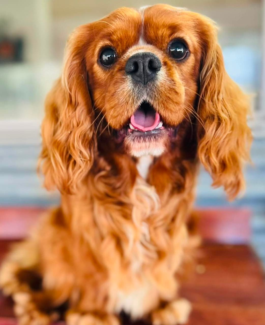 A Cavalier King Charles Spaniel at Ridgewood
