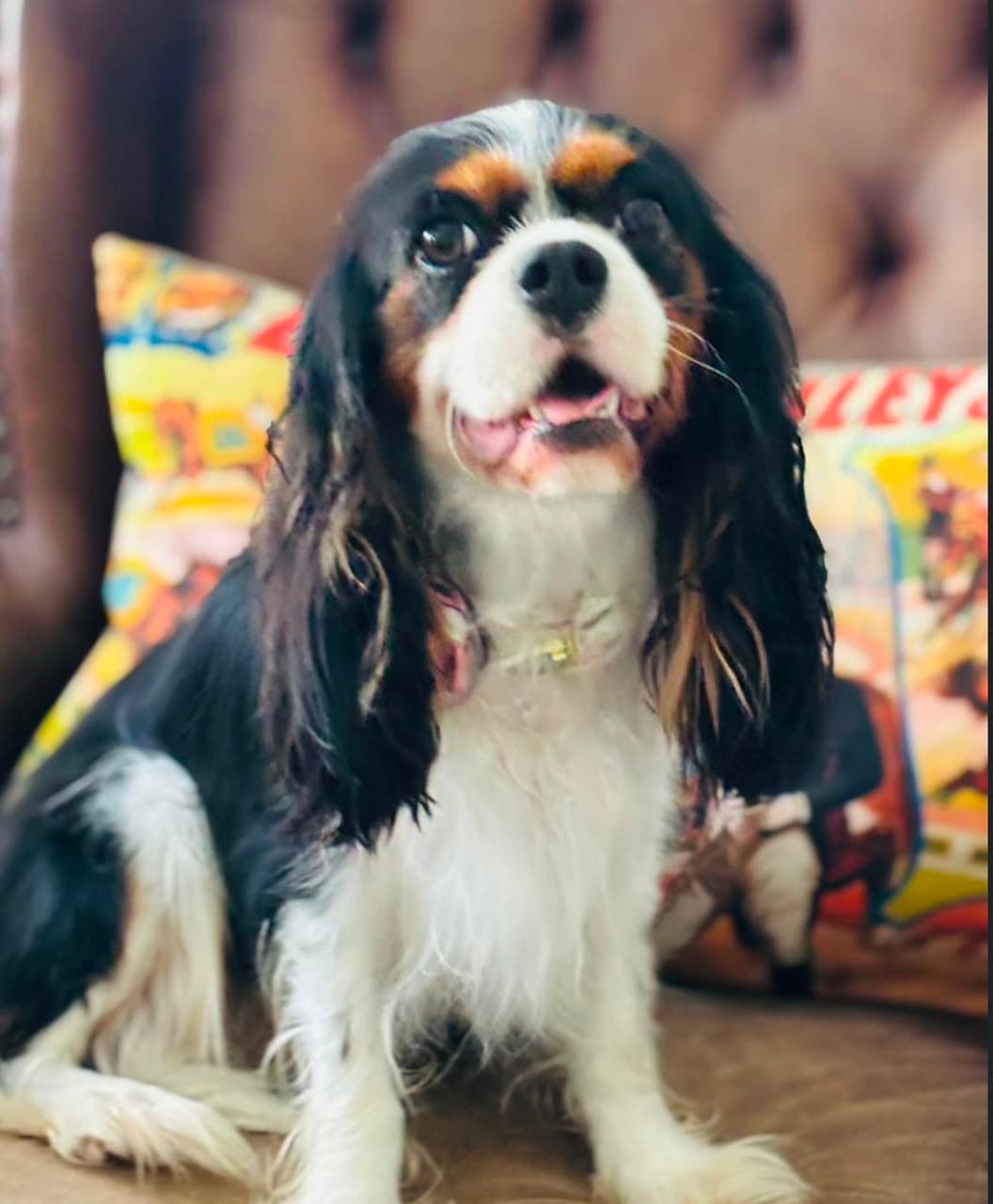 Tricolour Cavalier King Charles Spaniel