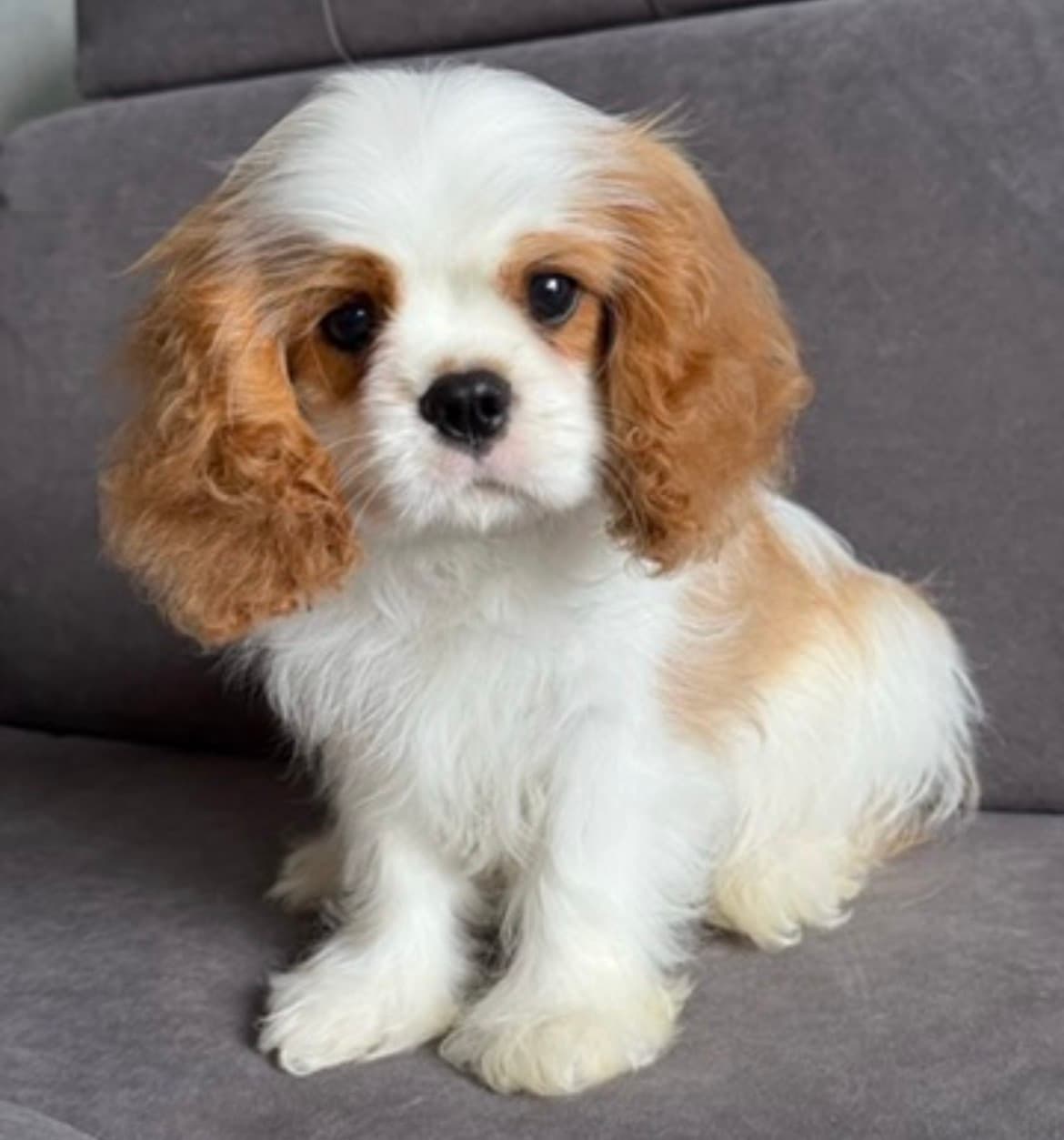 Lea, a Blenheim Cavalier King Charles Spaniel