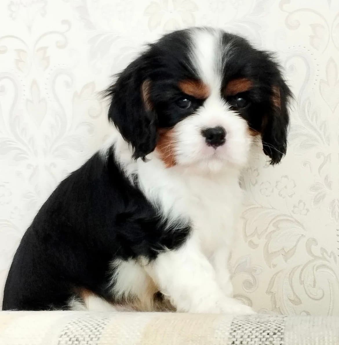 Charly , a Tricolour Cavalier King Charles Spaniel