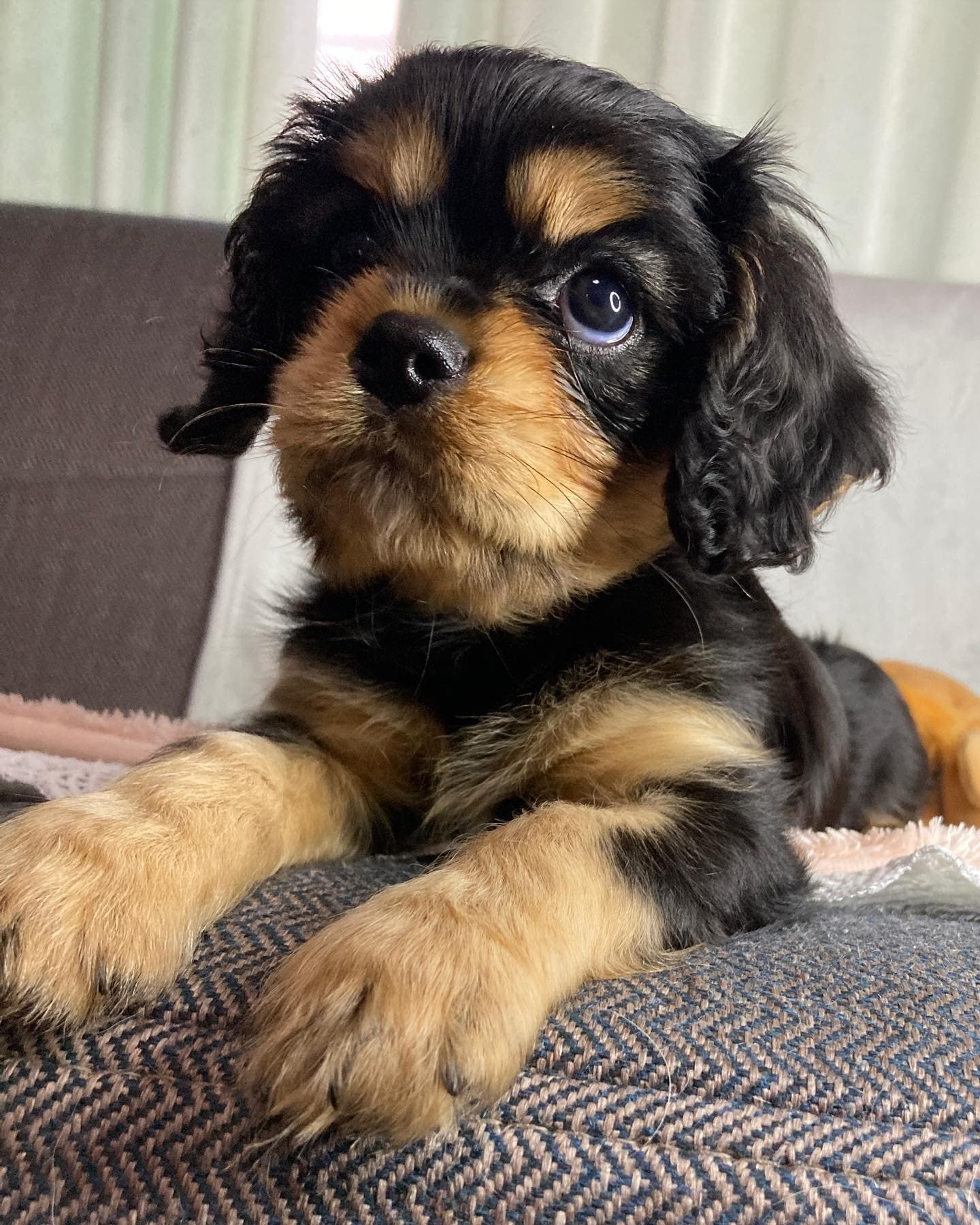 Willow , a Black & Tan Cavalier King Charles Spaniel
