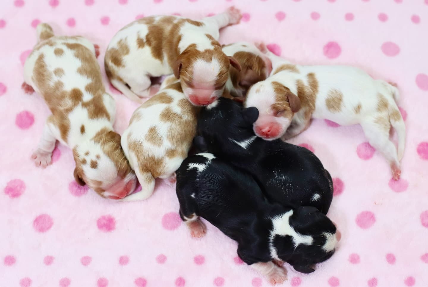 Upcoming litter