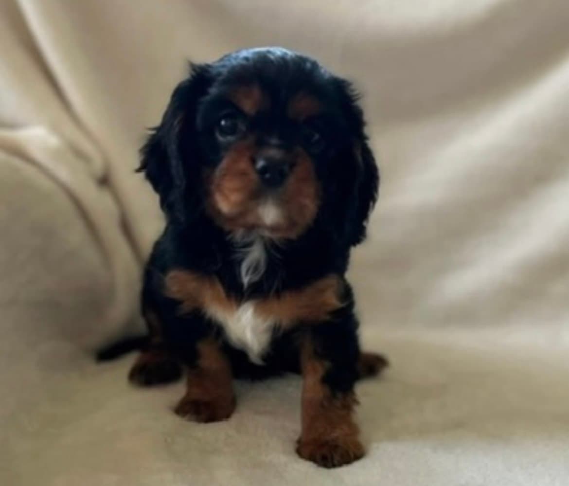 Bella, a Black & Tan Cavalier King Charles Spaniel