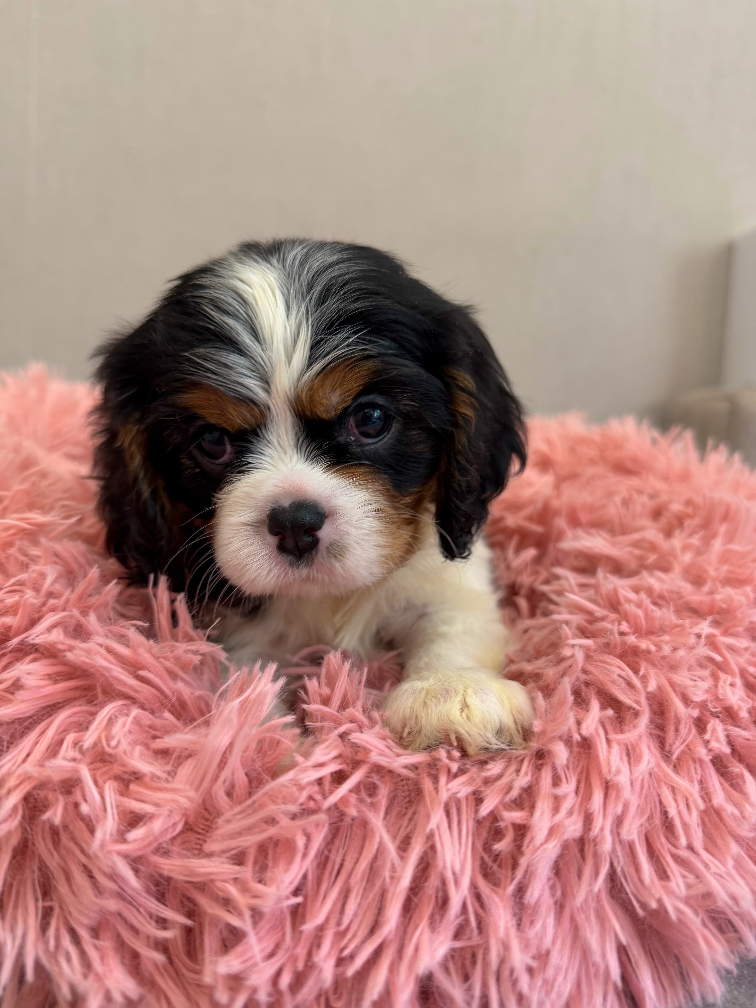 Stacy, a Tricolour Cavalier King Charles Spaniel