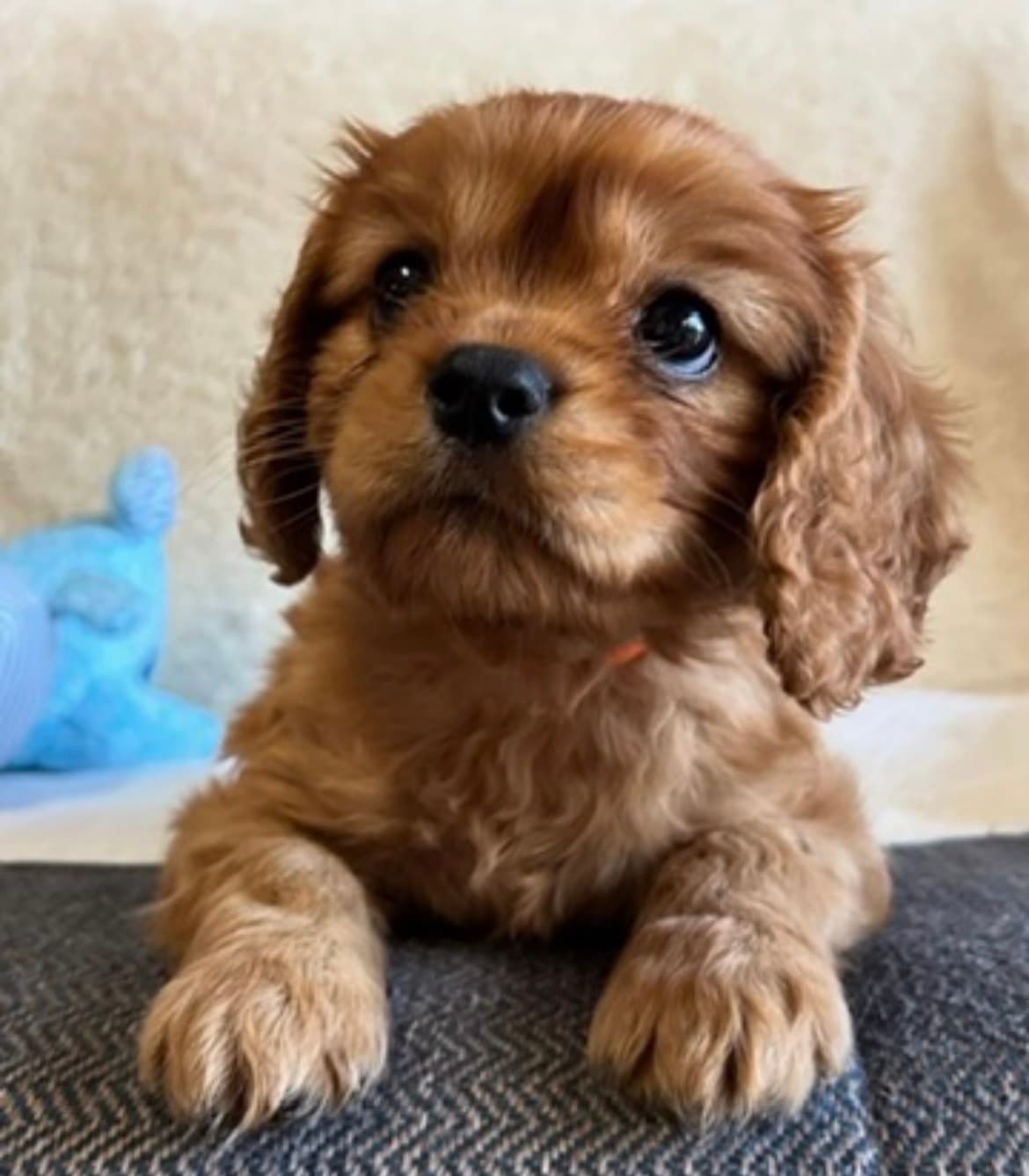 Luna , a Ruby Cavalier King Charles Spaniel