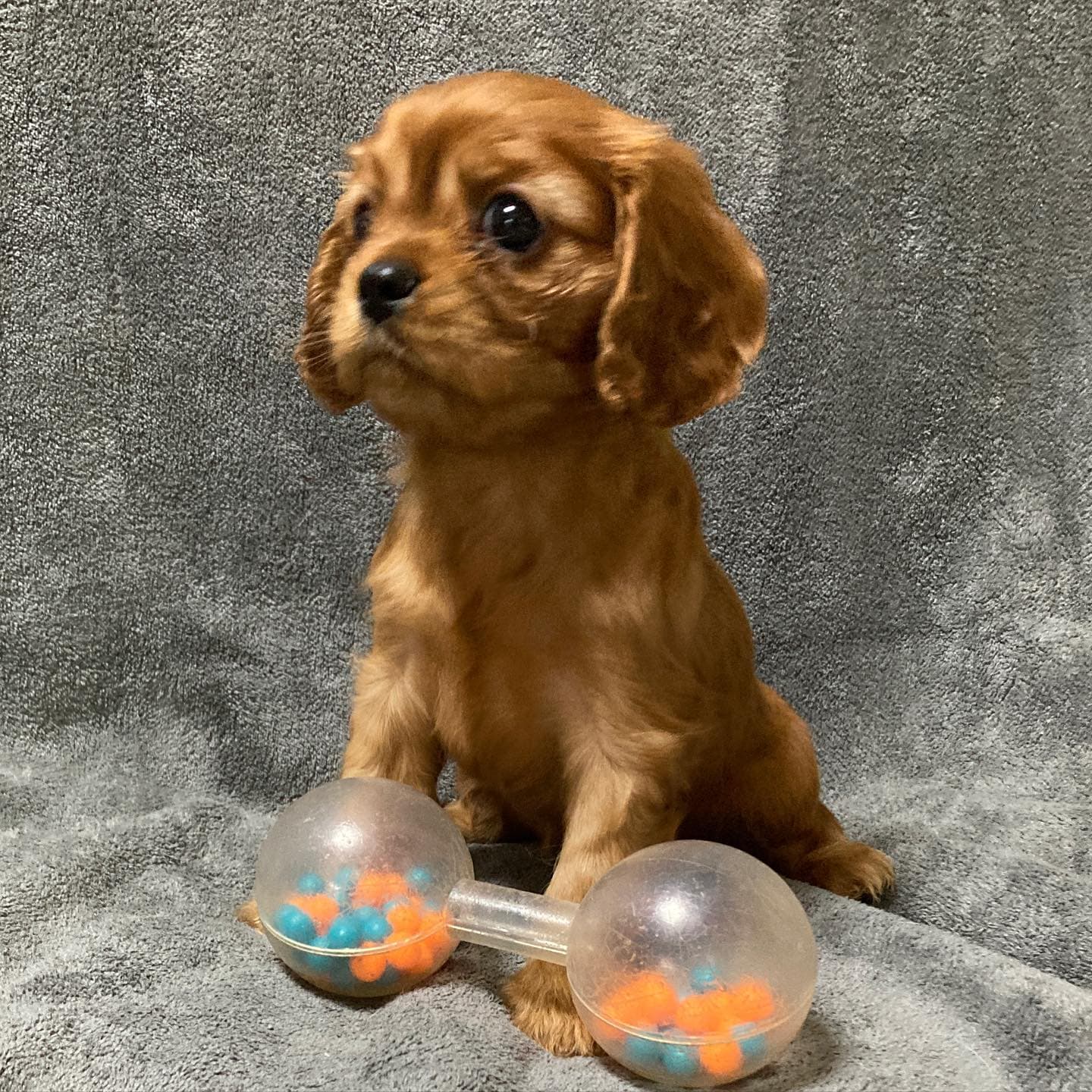 Remy, a Ruby Cavalier King Charles Spaniel