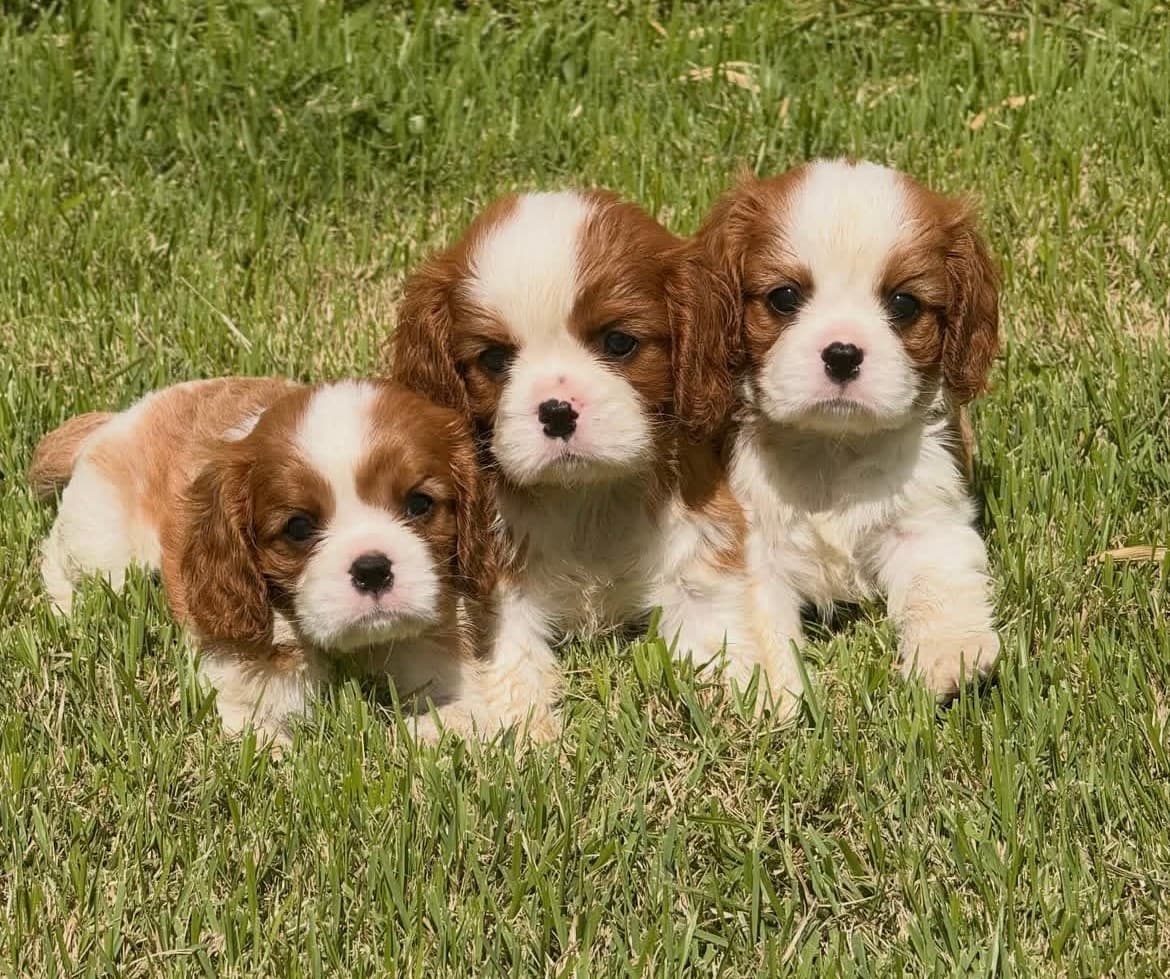 Puppies in the yard