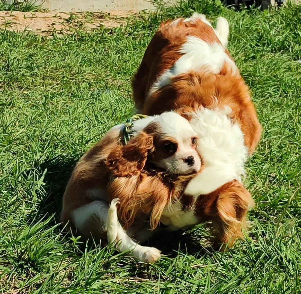 Best Friends in the Grass