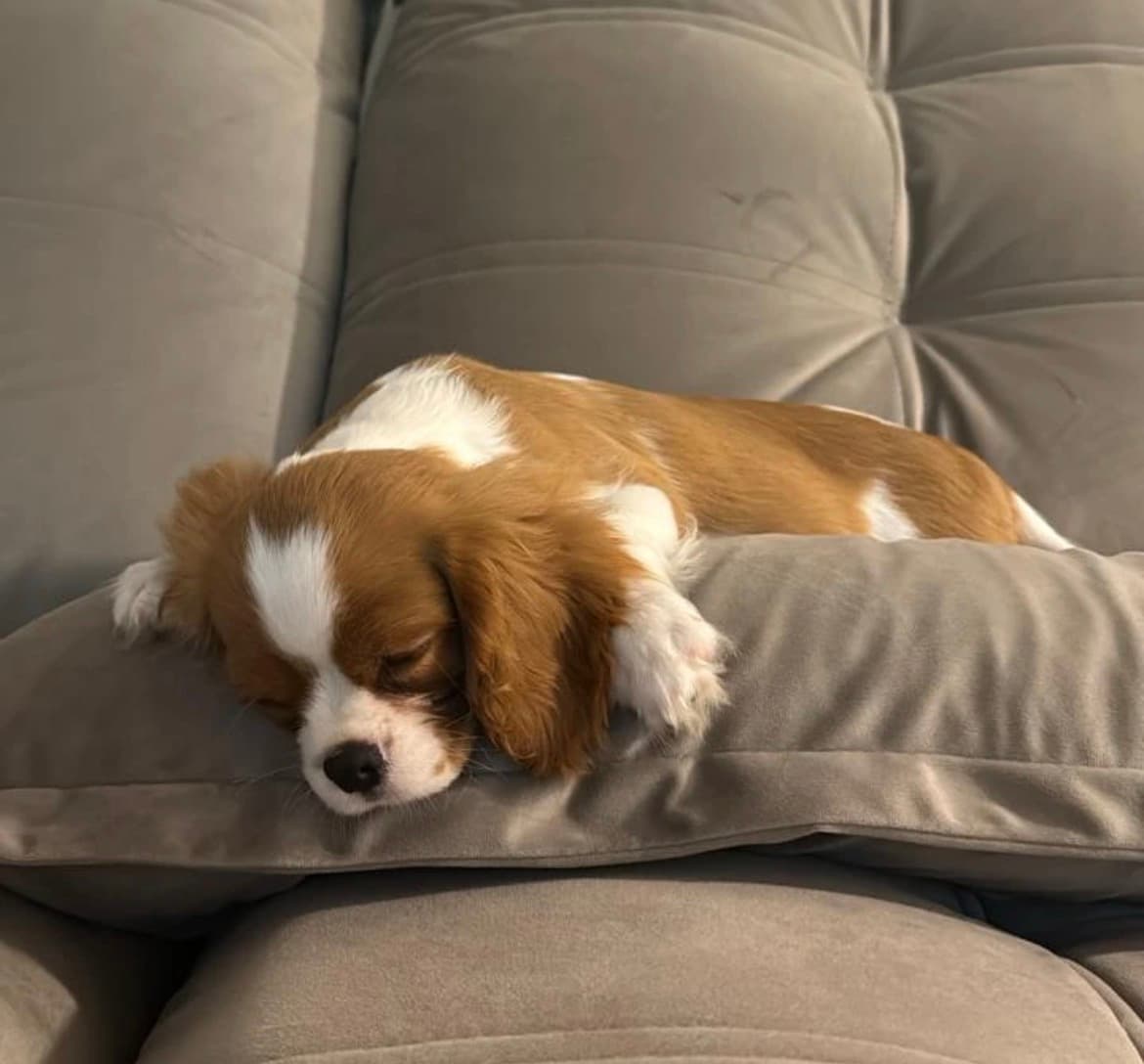 Afternoon Snooze