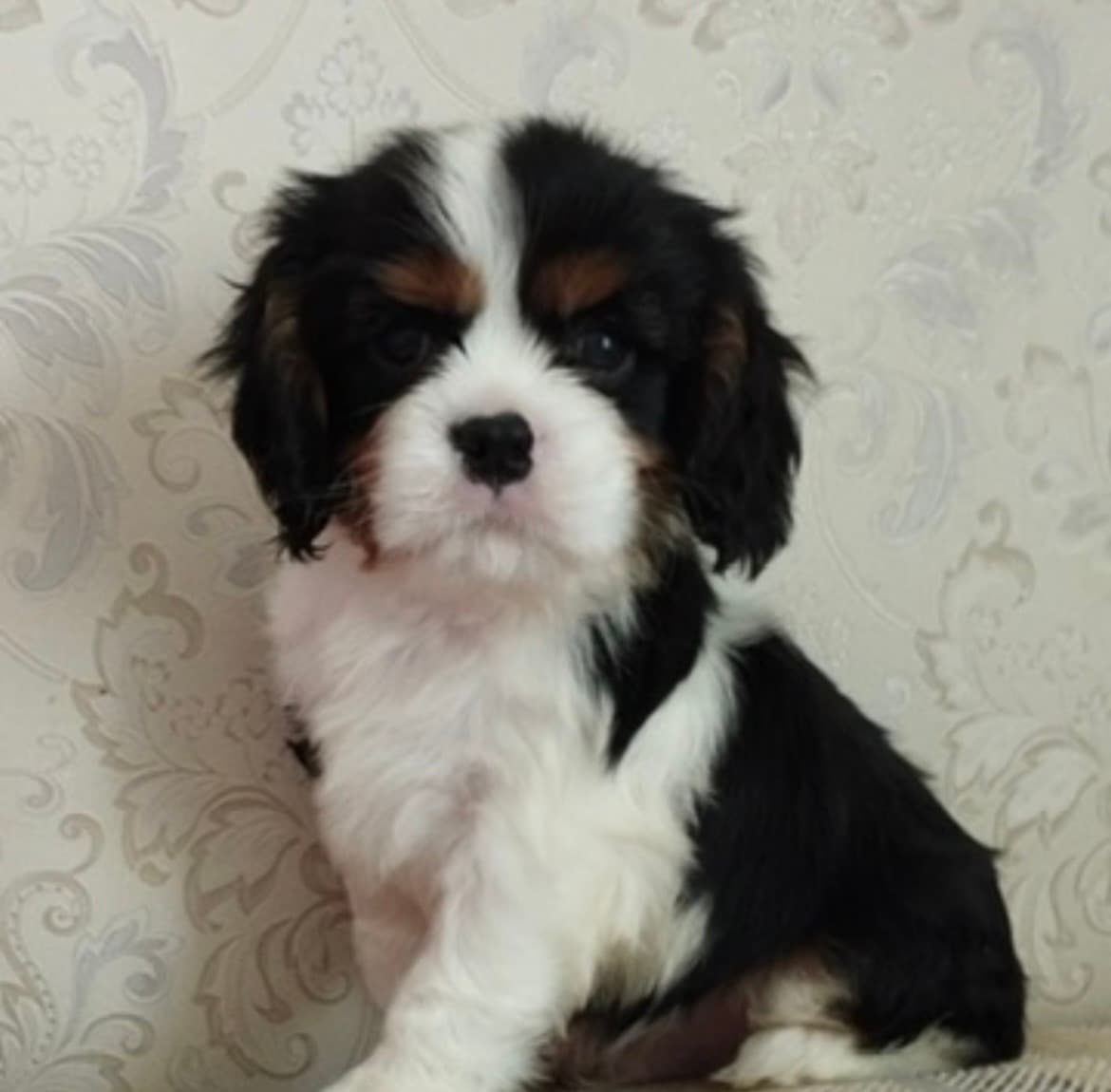 Charly , a Tricolour Cavalier King Charles Spaniel